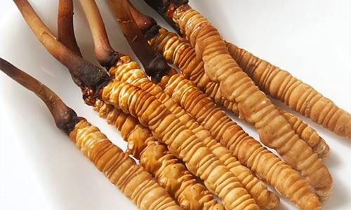 冬蟲夏草的吃法，冬蟲夏草的家常做法