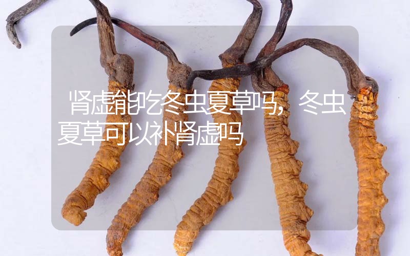 腎虛能吃冬蟲(chóng)夏草嗎，冬蟲(chóng)夏草可以補(bǔ)腎虛嗎？