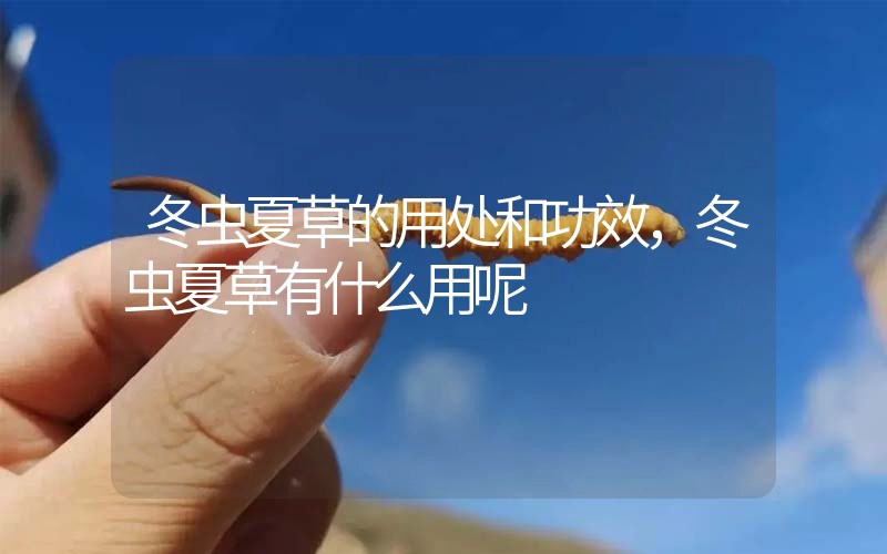 冬蟲(chóng)夏草的用處和用法，冬蟲(chóng)夏草有什么用呢