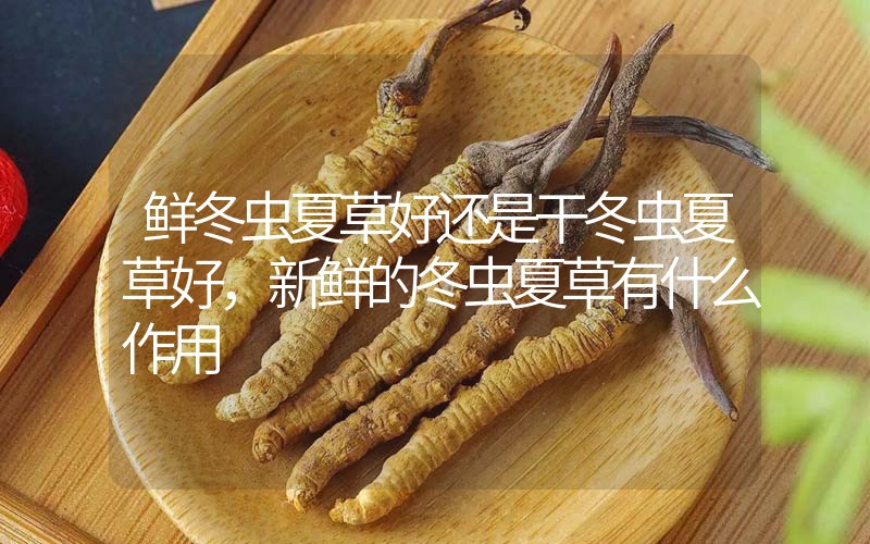 鮮冬蟲夏草好還是干冬蟲夏草好，新鮮的冬蟲夏草有什么作用