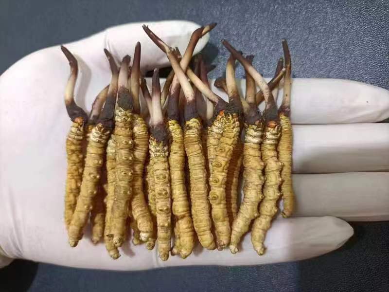 西藏那曲的冬蟲夏草多少錢一克呢？如何判斷真假