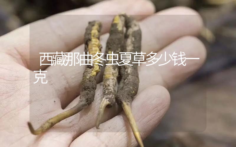西藏那曲冬蟲夏草多少錢一克？