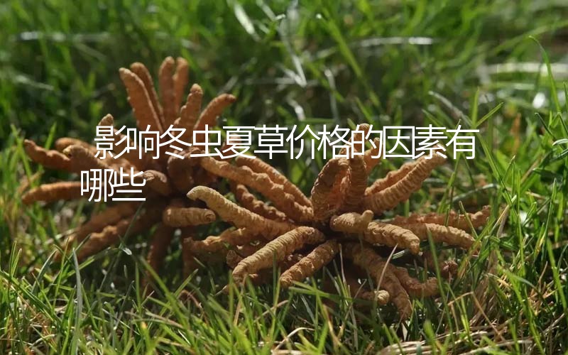 影響冬蟲夏草價(jià)格的因素有哪些？