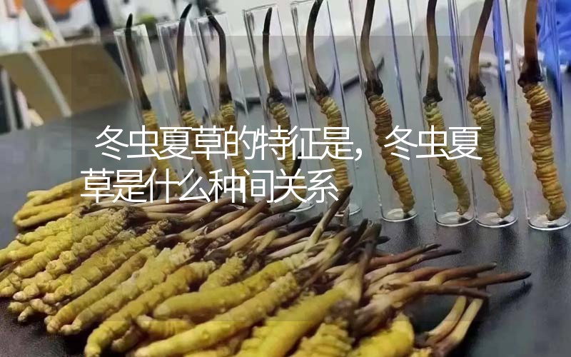 冬蟲夏草的特征是，冬蟲夏草是什么種間關系