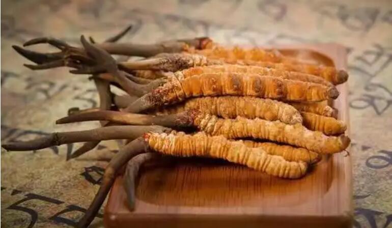 鮮蟲草和干蟲草，應(yīng)該怎么選擇？