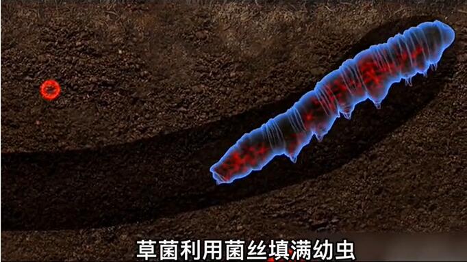 神奇的冬蟲夏草為什么能從蟲子變成草？它到底是怎么形成的呢？