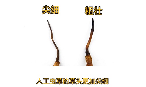 人工蟲草和野生蟲草如何分辨？人工冬蟲夏草怎么鑒別