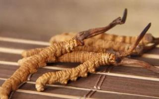 新鮮冬蟲夏草哪里有賣？哪里可以買到新鮮的冬蟲夏草？