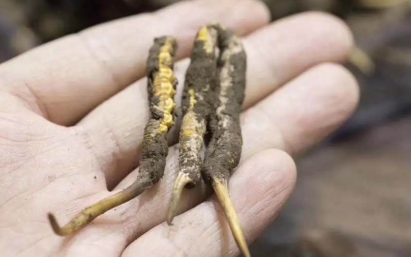 西藏那曲冬蟲夏草批發(fā)價格?那曲蟲草批發(fā)價多少錢一斤？