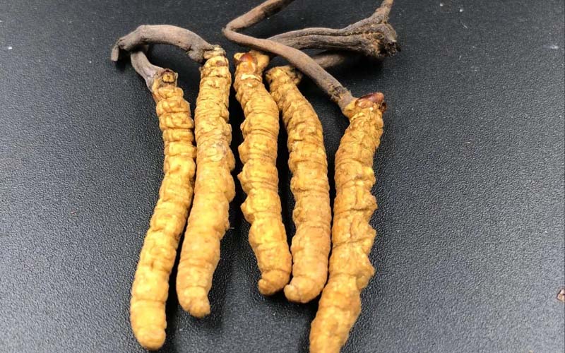 吃冬蟲夏草有沒有副作用？