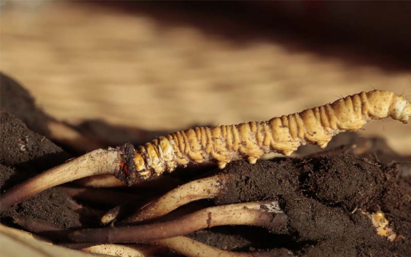 冬蟲夏草食用方法有哪些推薦？蟲草怎么吃？