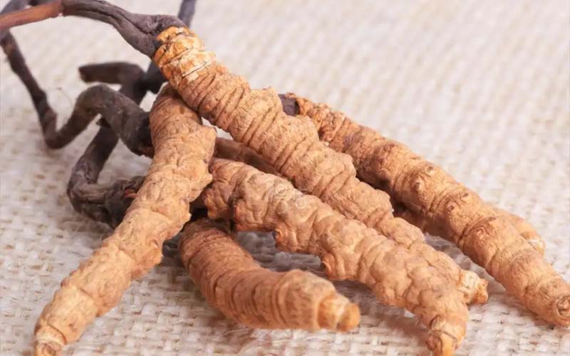 感冒能吃冬蟲夏草嗎?(感冒了怎么服用蟲草？)