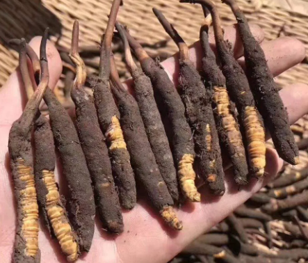 <a href=http://m.sprysprout.com/xinxian/ target=_blank class=infotextkey>新<a href=http://m.sprysprout.com/xinxian/ target=_blank class=infotextkey>鮮冬蟲夏草</a></a>