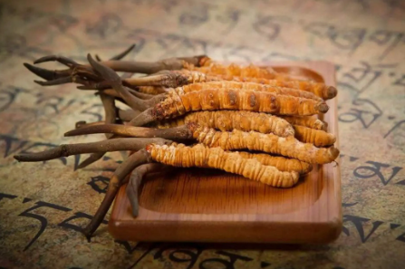 蟲草就是冬蟲夏草嗎？有多少人被假蟲草忽悠