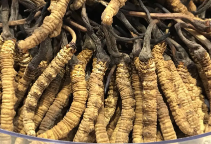 吃冬蟲夏草會(huì)出現(xiàn)過敏情況嗎？冬蟲夏草適合什么人吃？