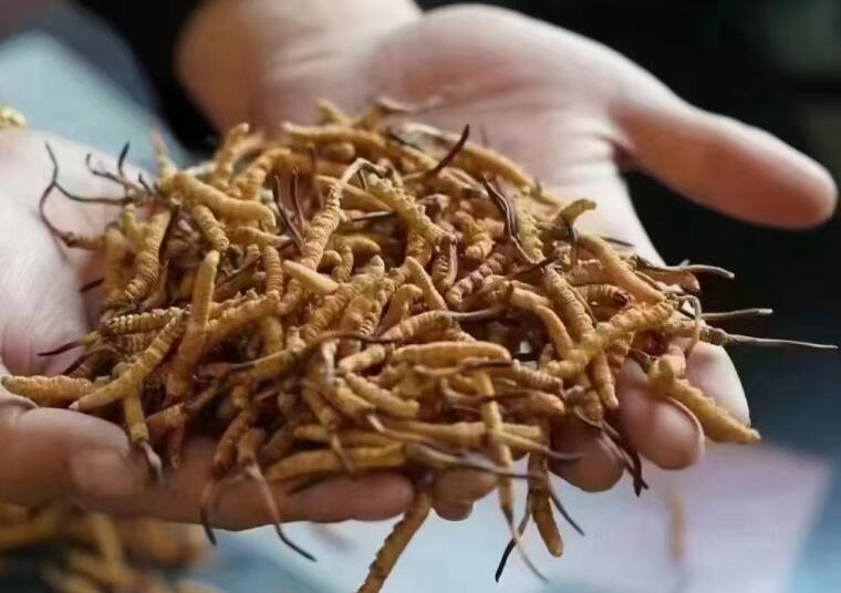 冬蟲夏草成分有哪些?新鮮冬蟲夏草哪里好？