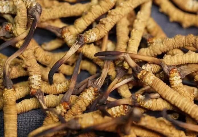 <a href=http://m.sprysprout.com/sdph/dqt/ target=_blank class=infotextkey>東強(qiáng)堂</a>冬蟲夏草