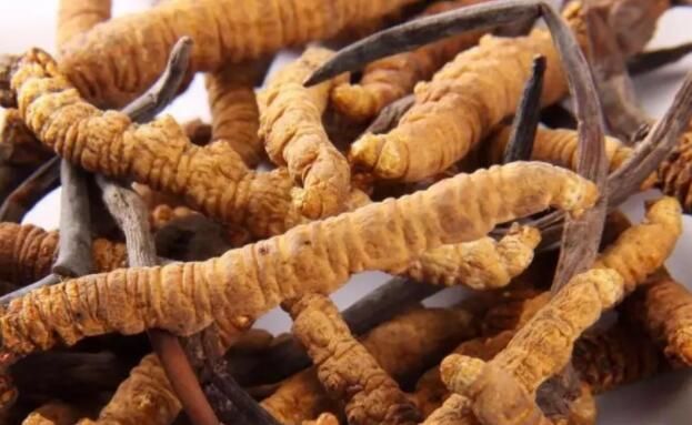 <a href=http://m.sprysprout.com/chifa/ target=_blank class=infotextkey>冬蟲夏草的吃法</a>