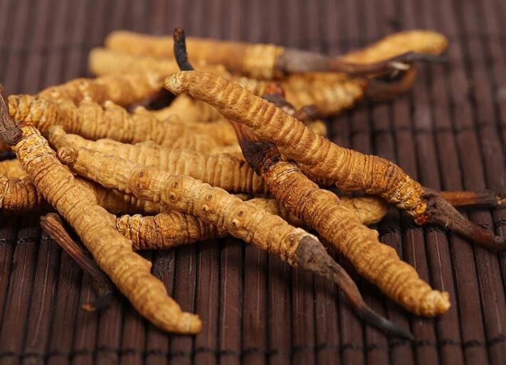 冬蟲(chóng)夏草