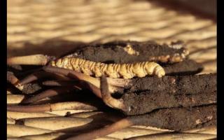 如何通過聞來(lái)識(shí)別高品質(zhì)的冬蟲夏草