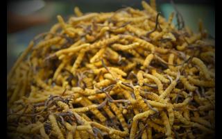 冬蟲夏草的功效和作用