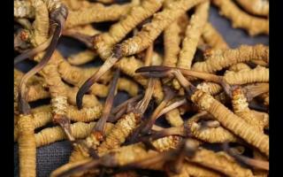 對(duì)冬蟲夏草認(rèn)識(shí)與食用上的誤區(qū)？