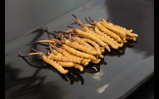 冬蟲(chóng)夏草有哪些禁忌？