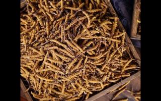 西藏那曲冬蟲夏草有哪些優(yōu)勢？