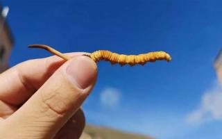 干貨 | 真正的冬蟲夏草應(yīng)該長(zhǎng)這樣！