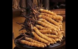 來自草原深處的珍品，舌尖上品嘗冬蟲夏草