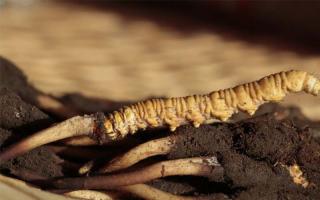 蟲草就是冬蟲夏草嗎？