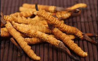 挑選好的冬蟲夏草產(chǎn)品，需要注意哪些問題？