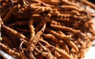 哪些劣質(zhì)的冬蟲夏草不能購(gòu)買？