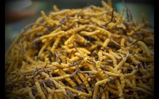 如何正確保存與使用冬蟲(chóng)夏草產(chǎn)品？