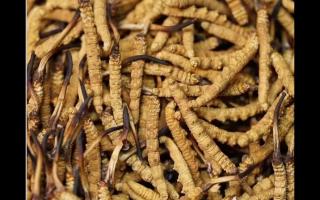 高品質(zhì)冬蟲夏草，全程人工采挖值得信賴！