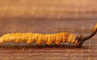 蟲(chóng)草花與冬蟲(chóng)夏草有何區(qū)別？