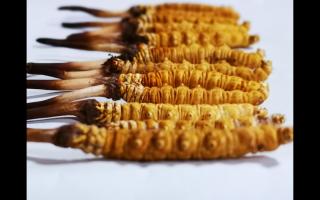 哪些因素會(huì)影響到冬蟲(chóng)夏草的價(jià)格？