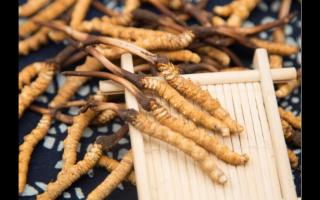 相同大小規(guī)格的冬蟲夏草 為何子座有長(zhǎng)有短！