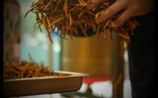 冬蟲(chóng)夏草專家教你如何避免買(mǎi)到假蟲(chóng)草！