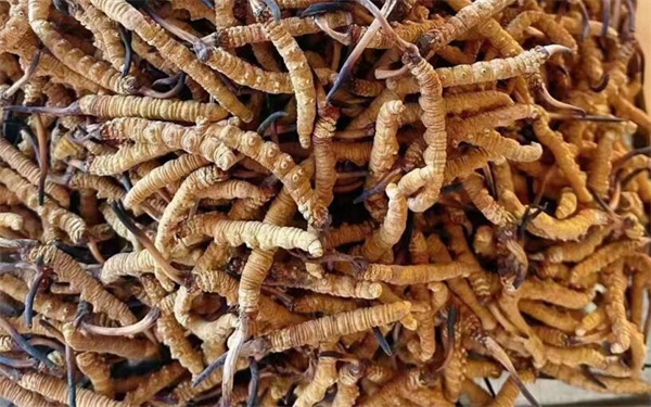 冬蟲夏草可以和番石榴一起吃嗎？