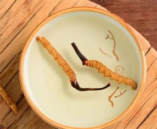 冬蟲夏草可以泡水喝嗎？冬蟲夏草泡水的步驟