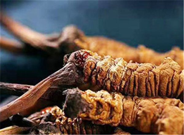 好冬蟲夏草的特征，全面了解這一珍貴中草藥