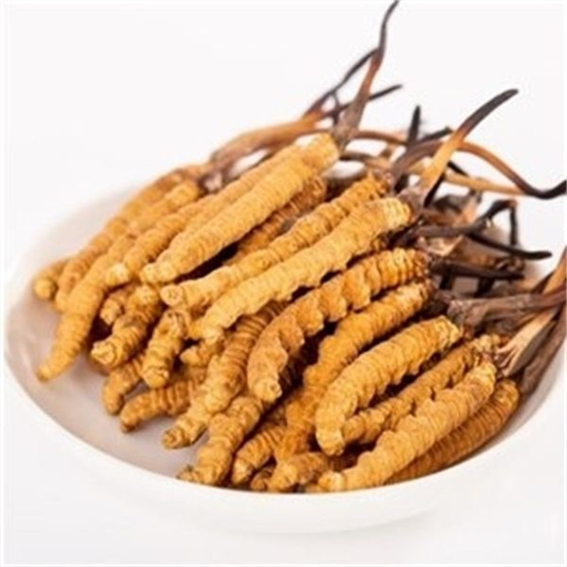 真的冬蟲夏草什么價(jià)格？冬蟲夏草價(jià)格的波動(dòng)與市場影響因素