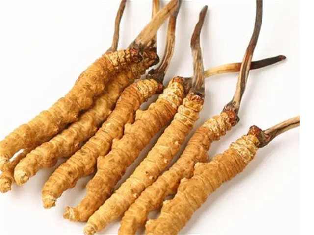 男人適合食用冬蟲(chóng)夏草嗎？冬蟲(chóng)夏草的藥用價(jià)值