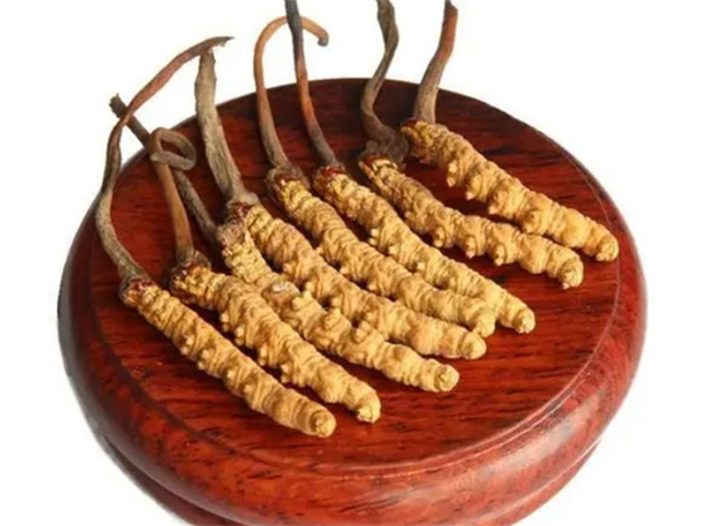 老人能吃冬蟲夏草嗎？老年人食用冬蟲夏草的4個好處