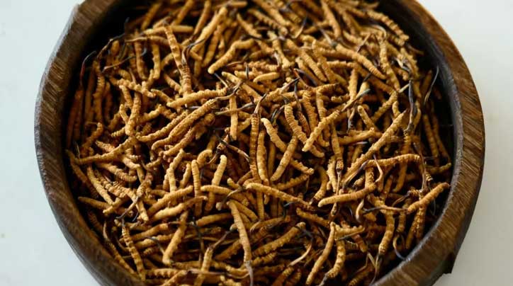 冬蟲夏草_蟲草價(jià)格-蟲草產(chǎn)地直銷網(wǎng)【西藏那曲冬蟲夏草】