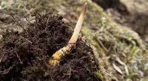 <a href=http://m.sprysprout.com/xinxian/ target=_blank class=infotextkey>鮮冬蟲夏草</a>的多樣食用方法