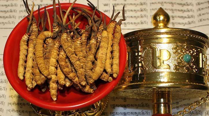 <a href=http://m.sprysprout.com/ target=_blank class=infotextkey>那曲<a href=http://m.sprysprout.com/ target=_blank class=infotextkey>冬蟲夏草</a></a>的有哪些藥用價值