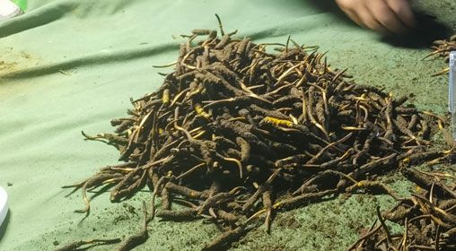 <a href=http://m.sprysprout.com/xinxian/ target=_blank class=infotextkey>鮮冬蟲(chóng)夏草</a>的正確食用方法指南