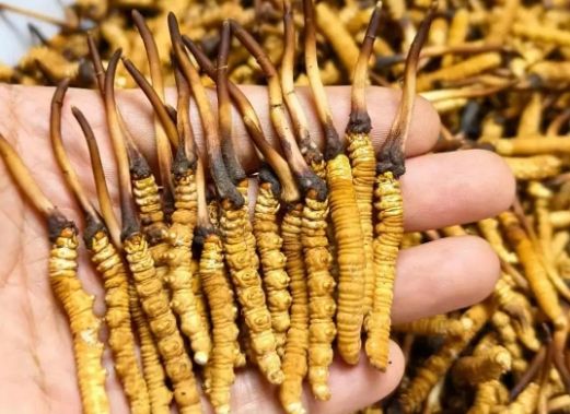 <a href=http://m.sprysprout.com/sdph/zcw/ target=_blank class=infotextkey>珍草王冬蟲夏草</a>是真的嗎？